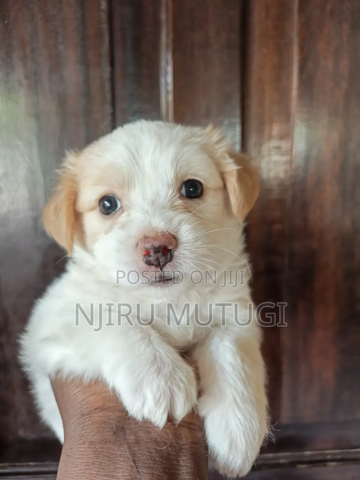 1-3 months Female Mixed Breed Maltese