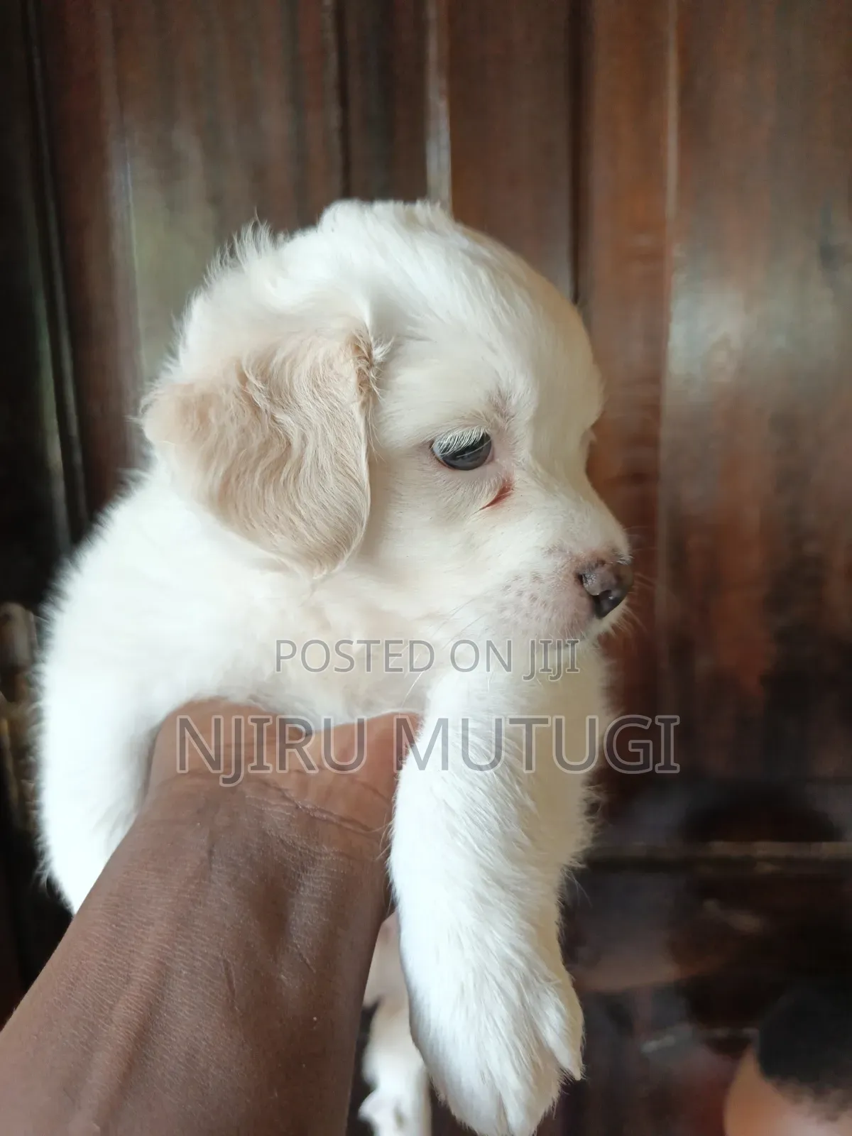 1-3 months Female Mixed Breed Maltese