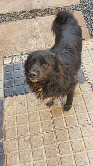 6-12 months Male Mixed Breed Cavalier King Charles Spaniel