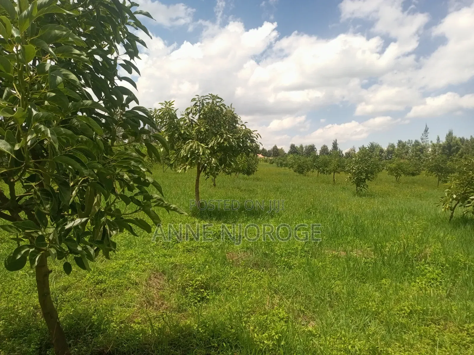 3 Acres for Sale at Mangu -Nakuru County