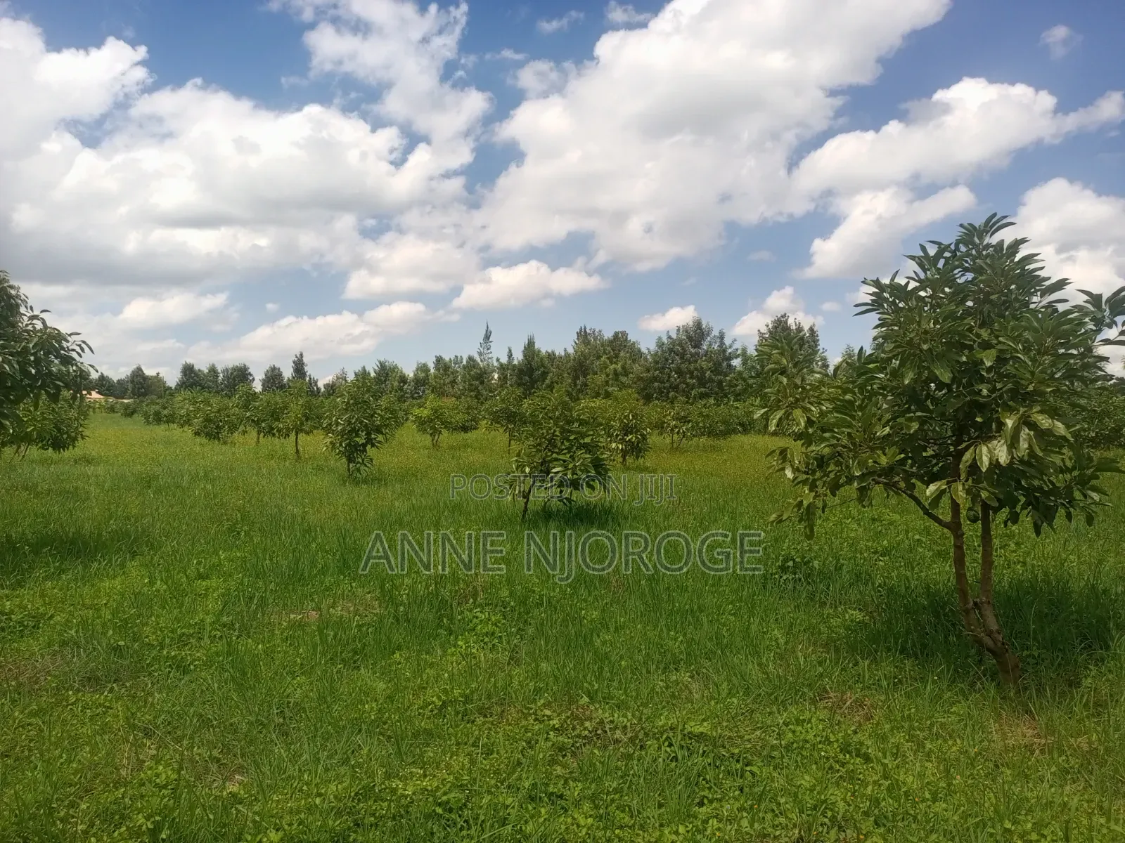 3 Acres for Sale at Mangu -Nakuru County