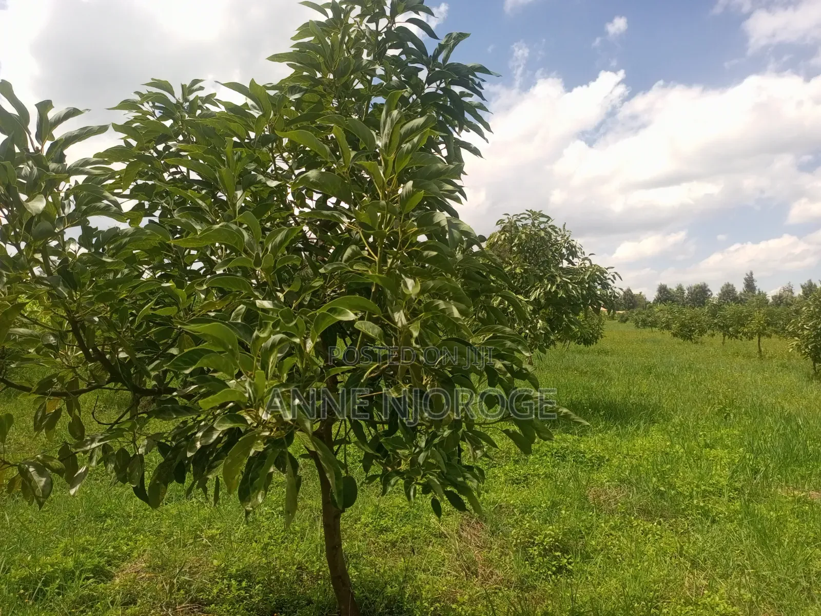 3 Acres for Sale at Mangu -Nakuru County