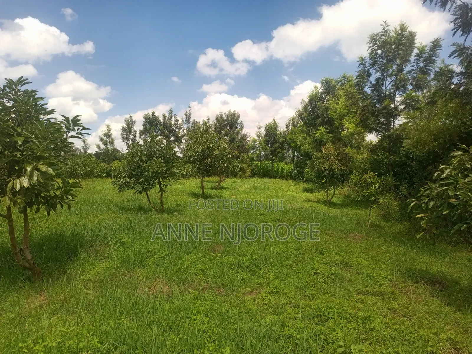 3 Acres for Sale at Mangu -Nakuru County