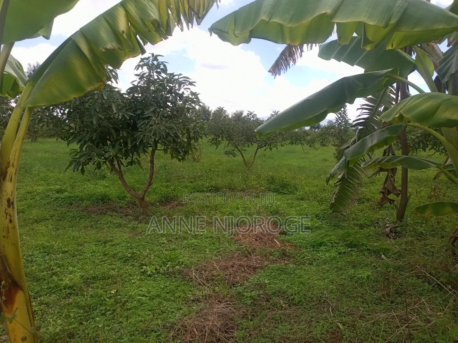 3 Acres for Sale at Mangu -Nakuru County