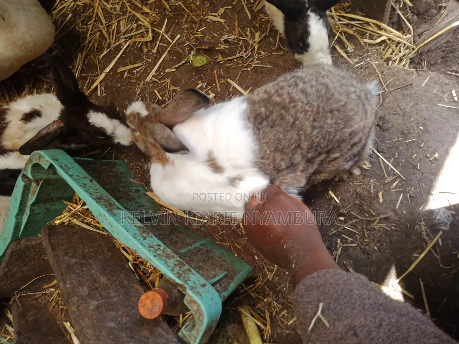 Rabbit For Sale