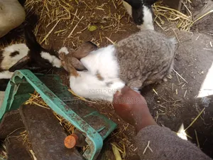Rabbit For Sale
