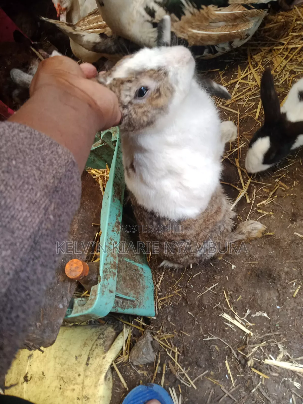 Rabbit For Sale