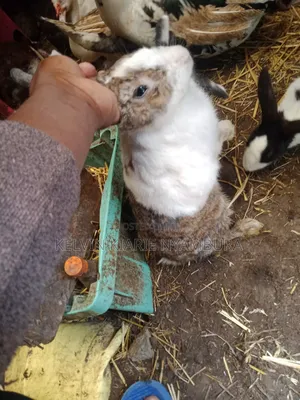 Rabbit For Sale