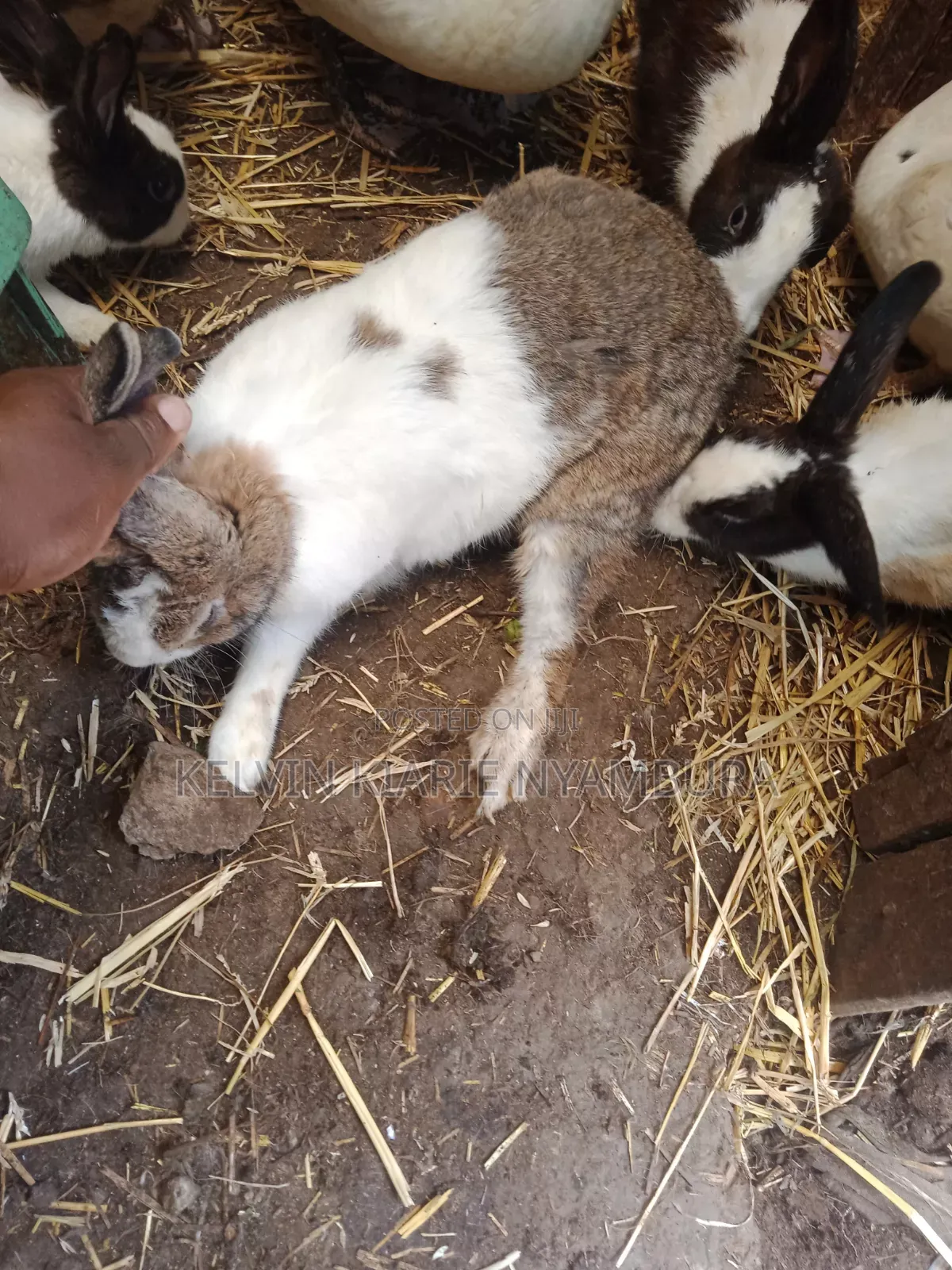 Rabbit For Sale
