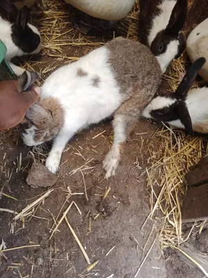 Rabbit For Sale