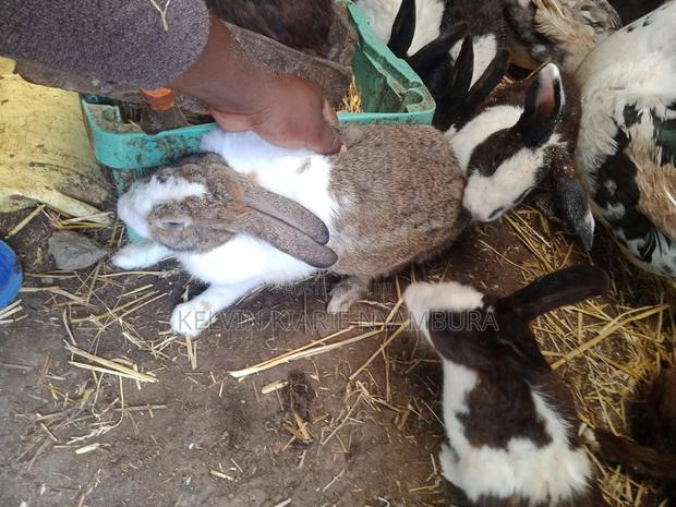 Rabbit For Sale - thumbnail 4