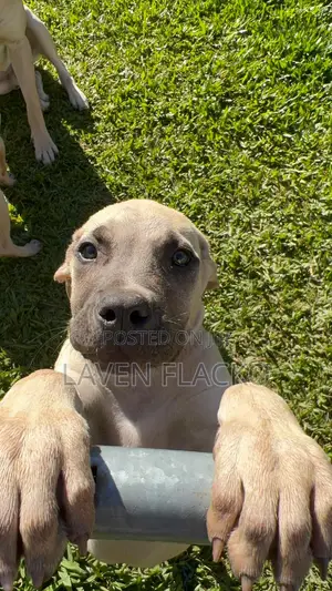 1-3 months Male Purebred Boerboel