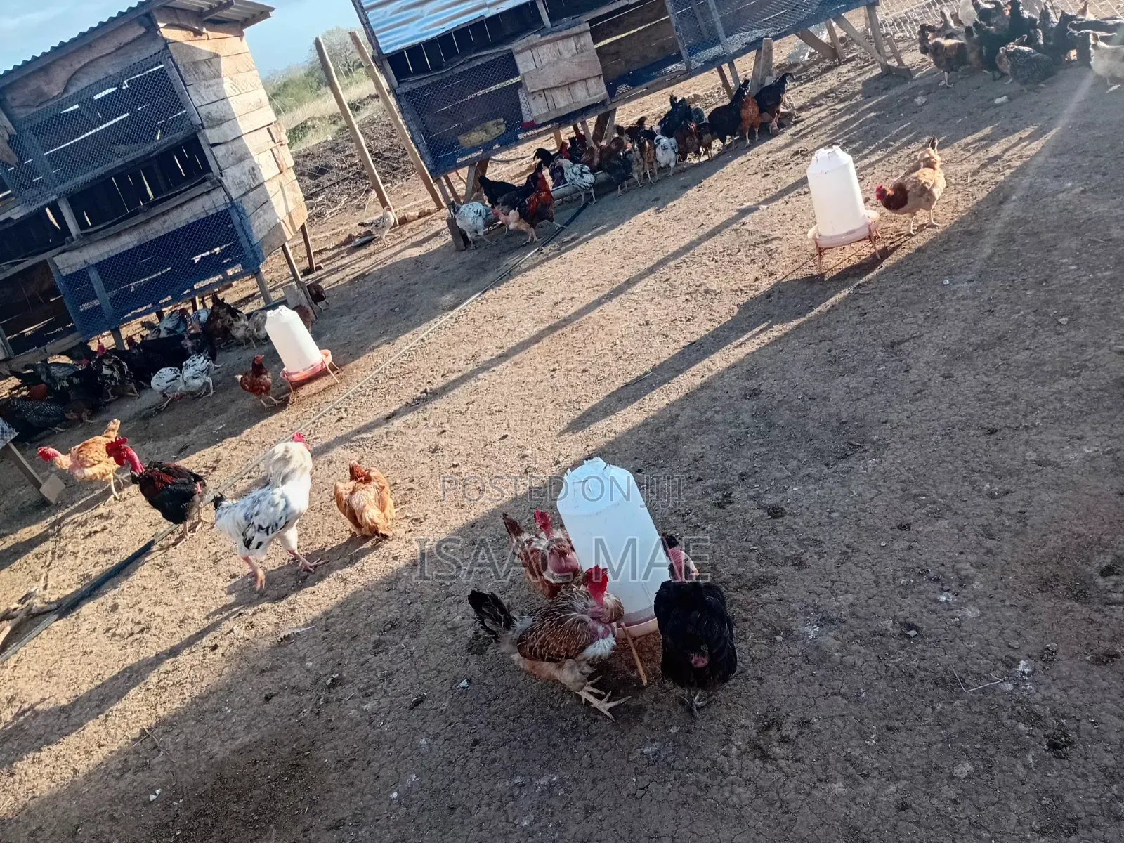 20 Chickens for Sale at Malindi Chakama Kienyeji One