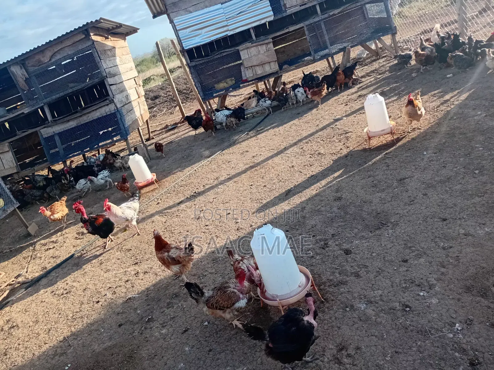20 Chickens for Sale at Malindi Chakama Kienyeji One