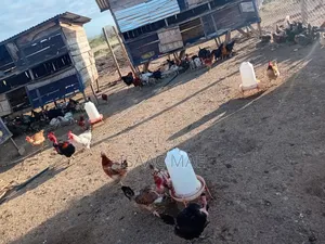 20 Chickens for Sale at Malindi Chakama Kienyeji One