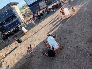 20 Chickens for Sale at Malindi Chakama Kienyeji One