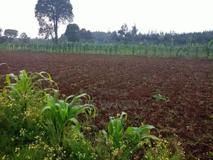 19 Acres for Sale