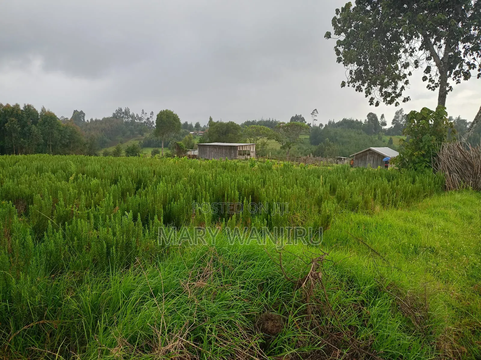 19 Acres for Sale