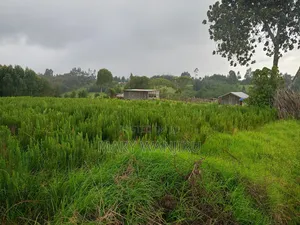 19 Acres for Sale