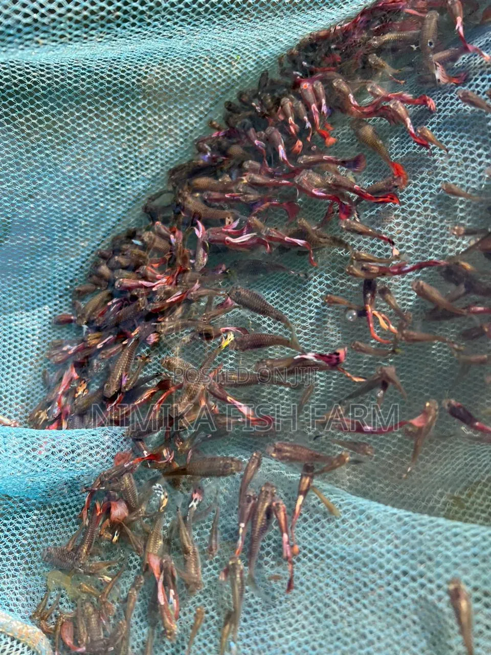 American Guppy