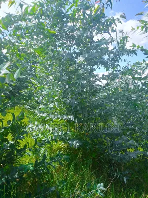 50× 100 Plot at Kutus Town Market