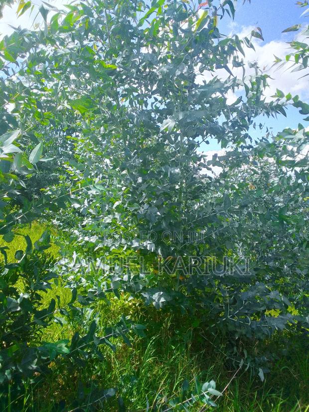 50× 100 Plot at Kutus Town Market - thumbnail 2