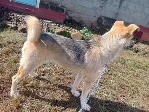 3-6 months Female Mixed Breed German Shepherd