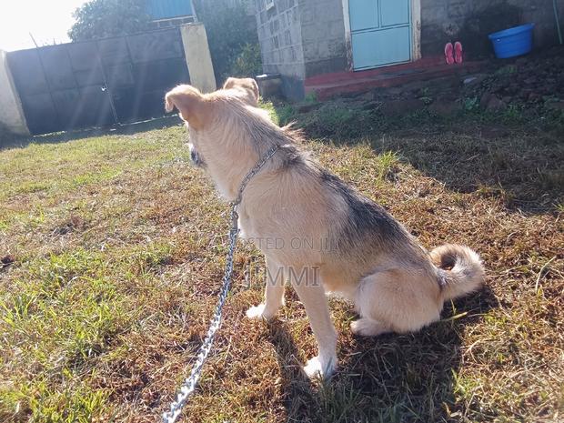 3-6 months Female Mixed Breed German Shepherd - thumbnail 3