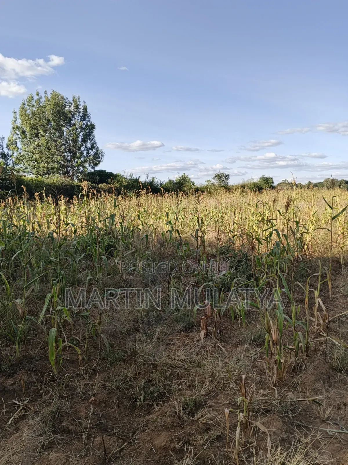 1acre at Nguluni