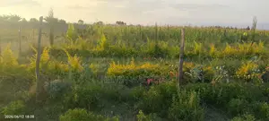 Buy and Build Ready Plot 50*100