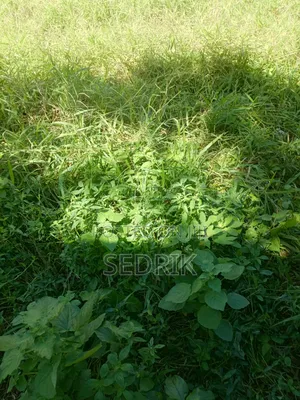 Prime Land For Sale In Kilifi