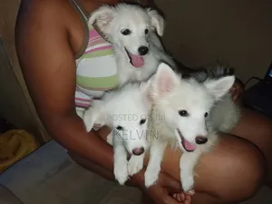 3-6 months Male Purebred Japanese Spitz