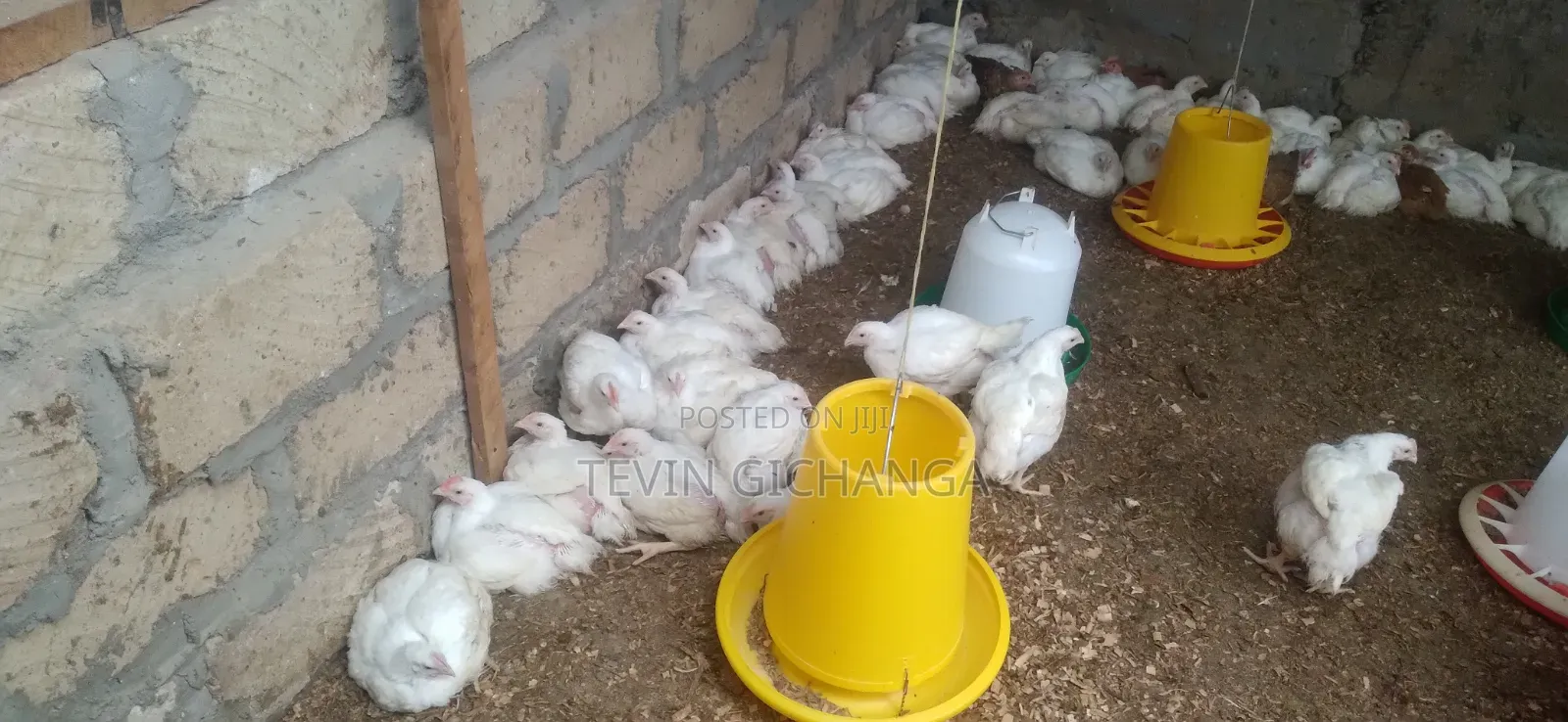 Broiler Chicken