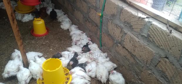 Broiler Chicken - thumbnail 2