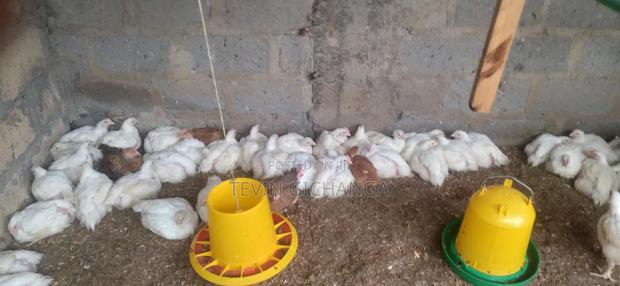 Broiler Chicken - thumbnail 3
