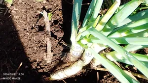 Spring Onion
