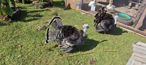 Mature Turkey