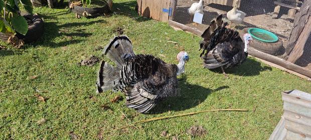 Mature Turkey