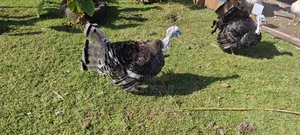 Mature Turkey