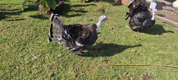 Mature Turkey - thumbnail 2