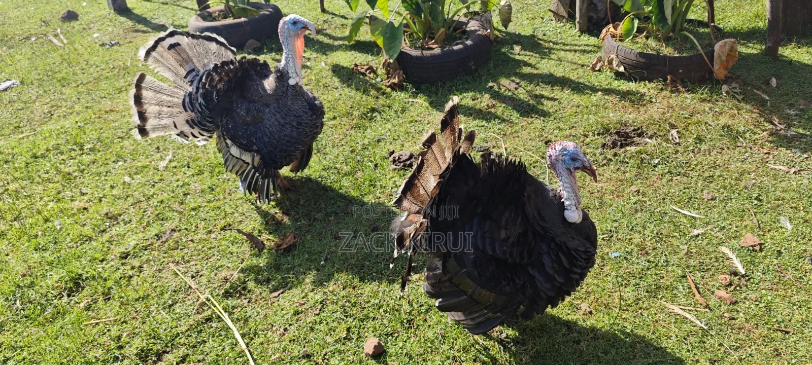 Mature Turkey