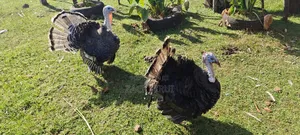 Mature Turkey