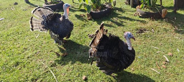 Mature Turkey - thumbnail 3