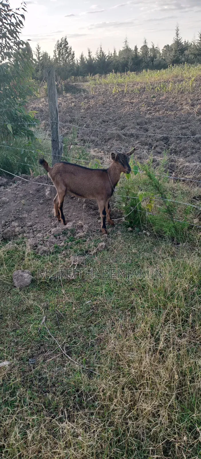 A Dairy Goat for Sale