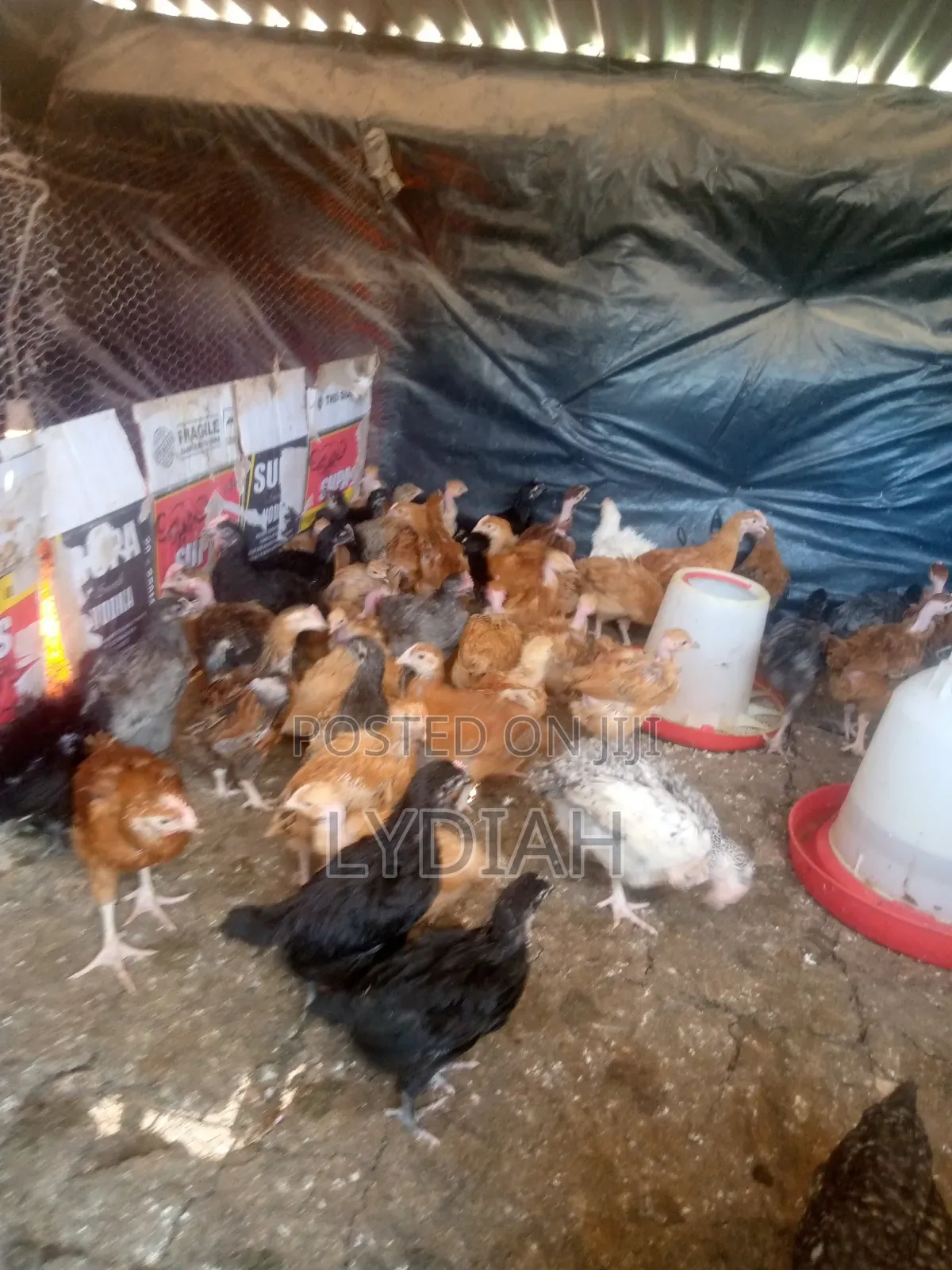 Chicks Available For Sale