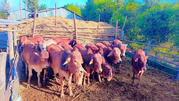 Sahiwal Breeding Bulls