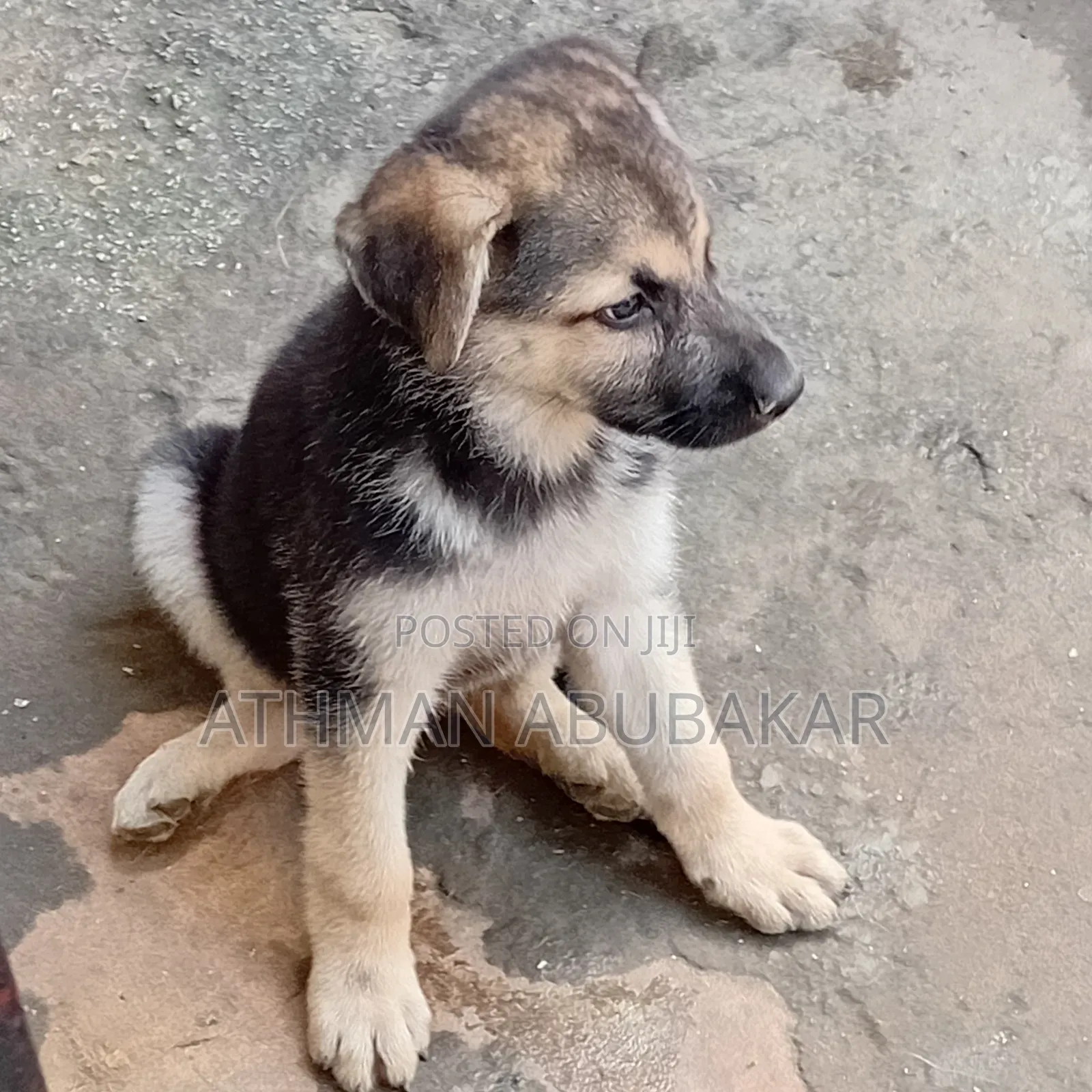 1-3 months Female Purebred German Shepherd