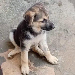 1-3 months Female Purebred German Shepherd