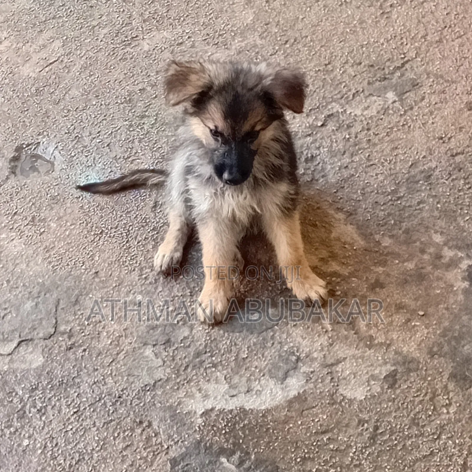 1-3 months Female Purebred German Shepherd