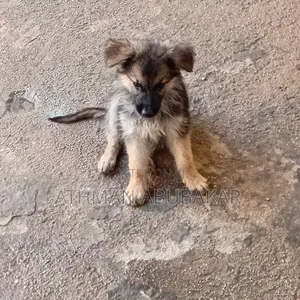1-3 months Female Purebred German Shepherd